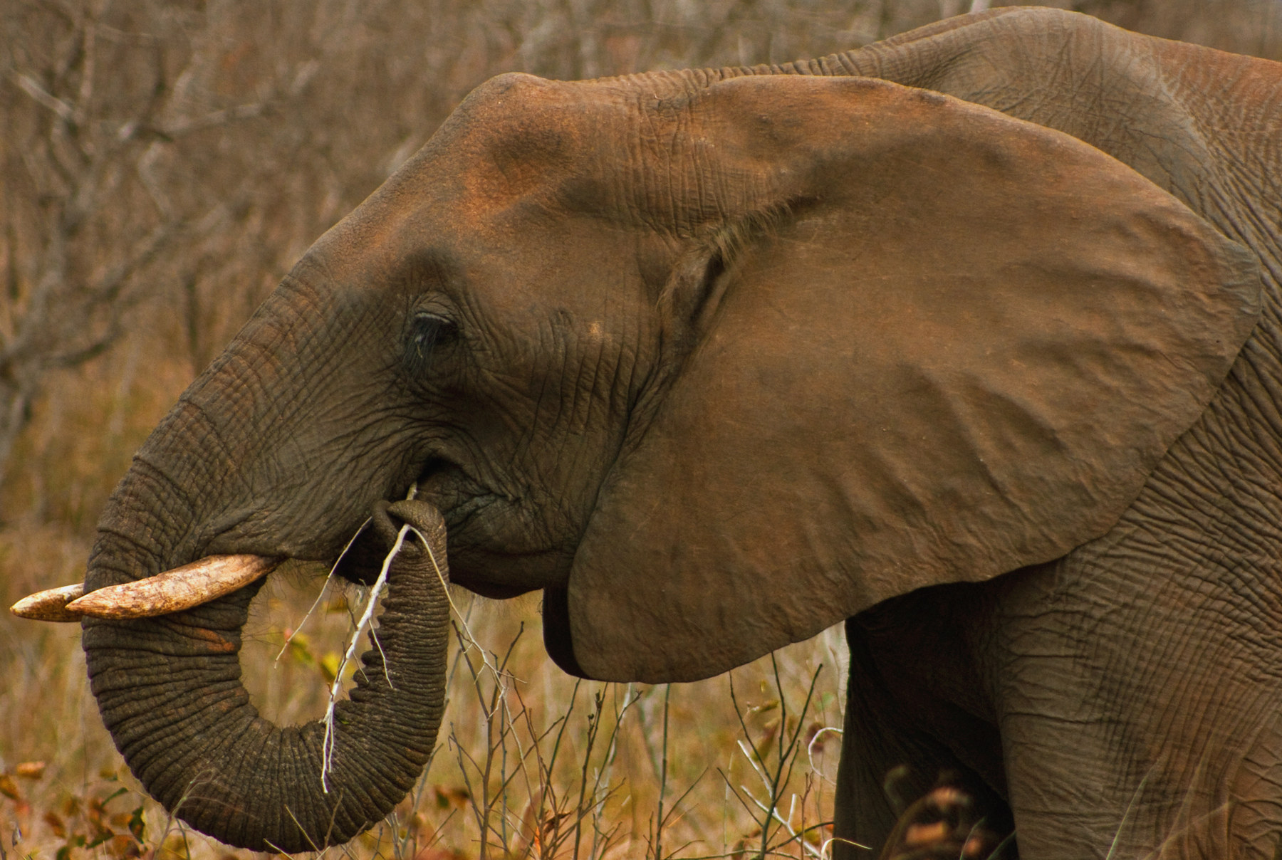 Elephant Color